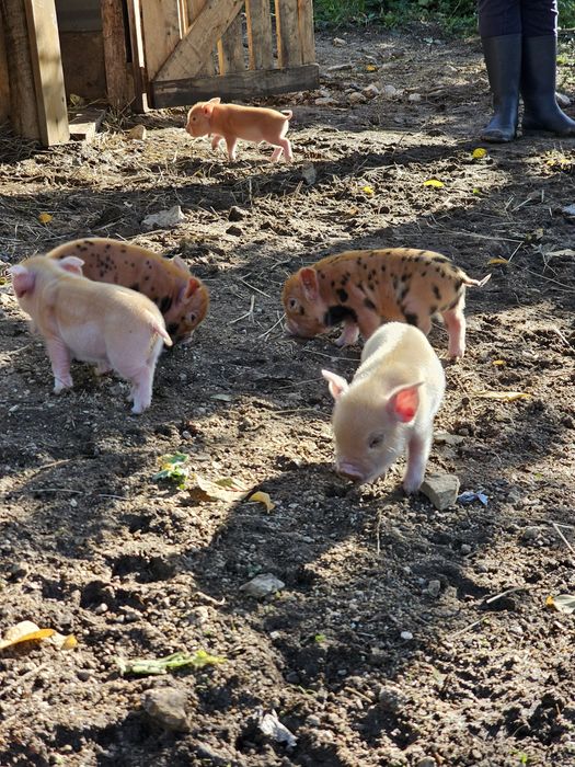 Porcos kunekune Fêmeas e Machos