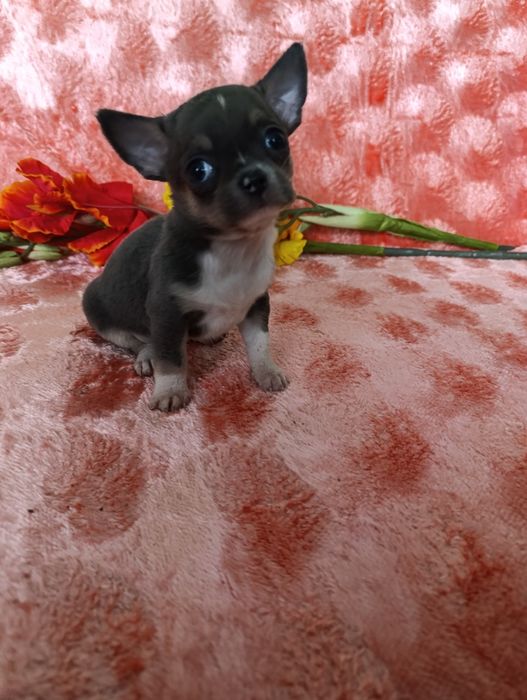 Хлопчина вишуканого блакитного окрасутний