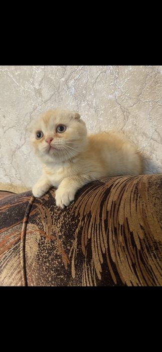 Скоттиш ( фолд )