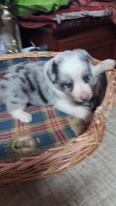 Border collie szczenie