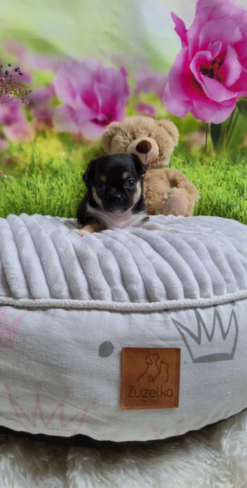 Uroczy chłopczyk chihuahua krótkowłosy