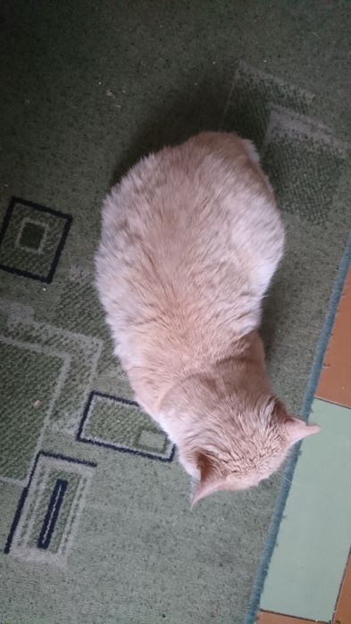 Отдам кота в хорошие руки