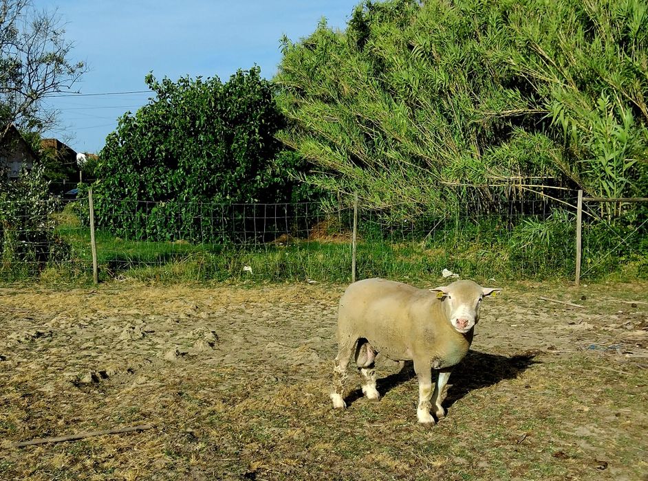 Carneiro puro para venda