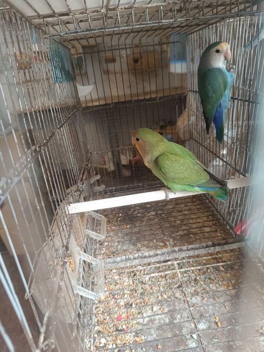 Casal de roseicolis para venda
