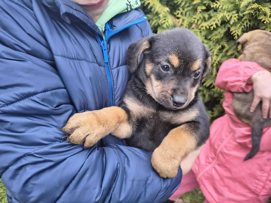 oodam za darmo psiaki