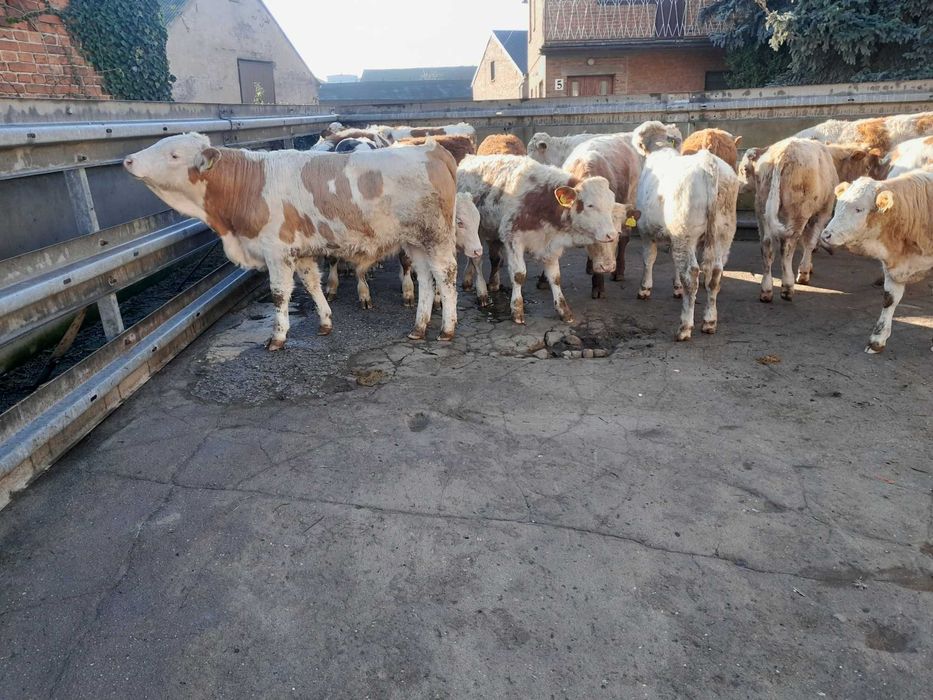 20 byczków 200-240kg simental,bbb