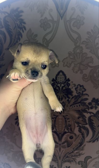 Продам мини девочку чихуаху