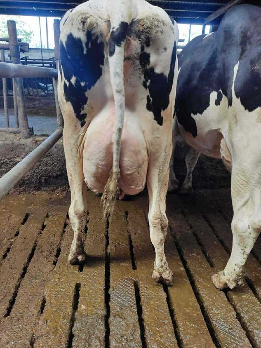 PIĄTEK 13.02 – nowa dostawa krów mlecznych w pierwszej laktacji