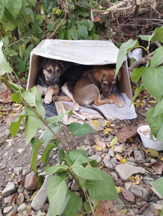 Віддам цуценят в добрі руки