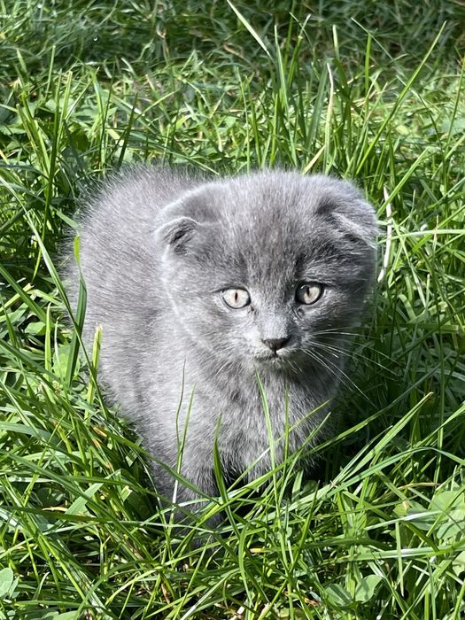 Шотландський висловухий котик