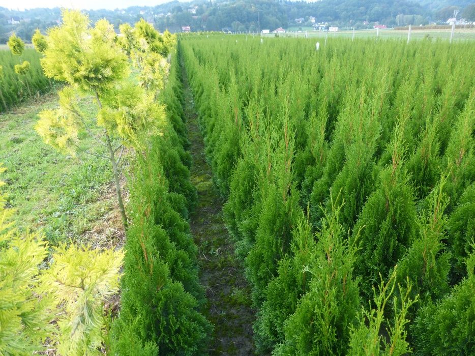 Tuja Szmaragd,BRABANT do 130 cm-2L Doniczka.Thuja Smaragd,BRABANT