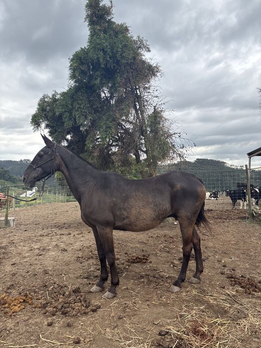 Egua lusitana pura