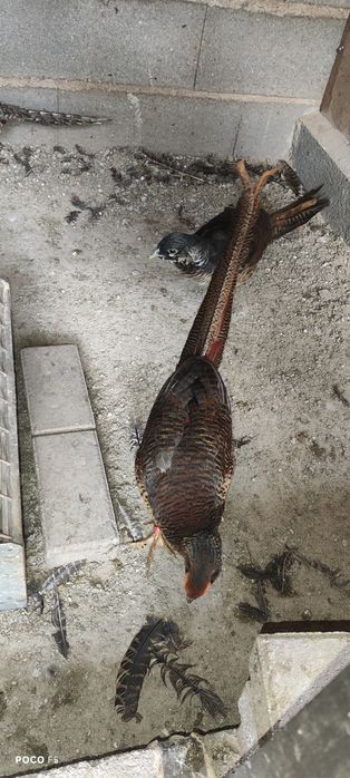 Faisão para venda