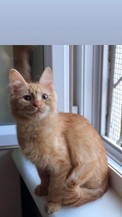 Отдам рыжего котенка, мальчик, 4 месяца