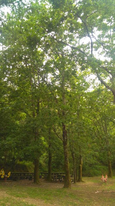 Carvalho lusitano. Árvore robusta e autóctone.