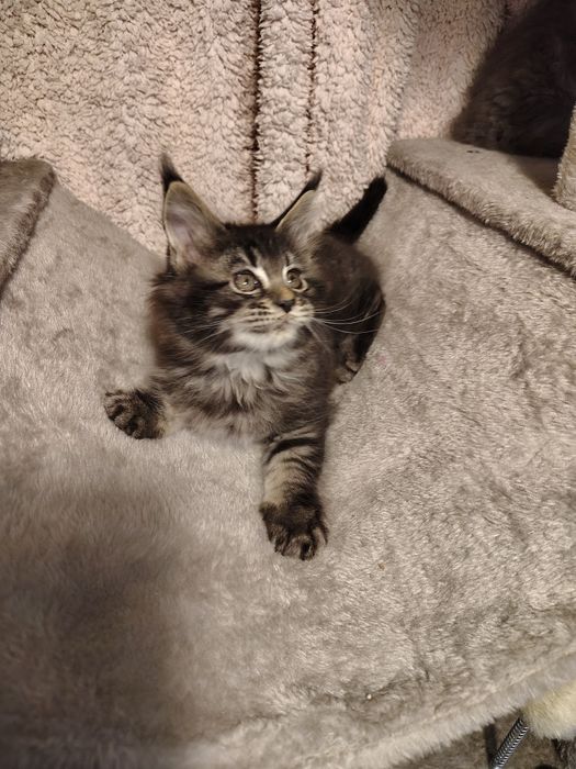 Kocur, Maine coon, kot  z rodowodem, ostatni kotek