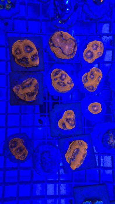 Acanthastrea Bowerbanki ULTRA RED