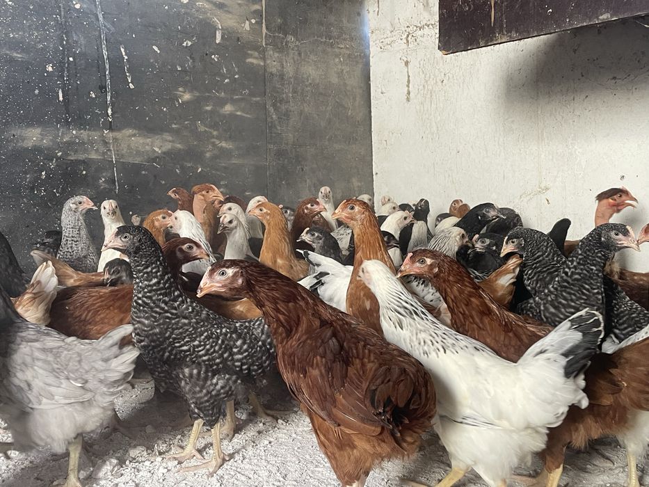 Promoção 10 + 1 Galinhas poedeiras