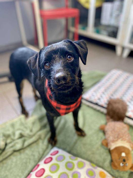 REKSIO pies szczeniak adopcja schronisko