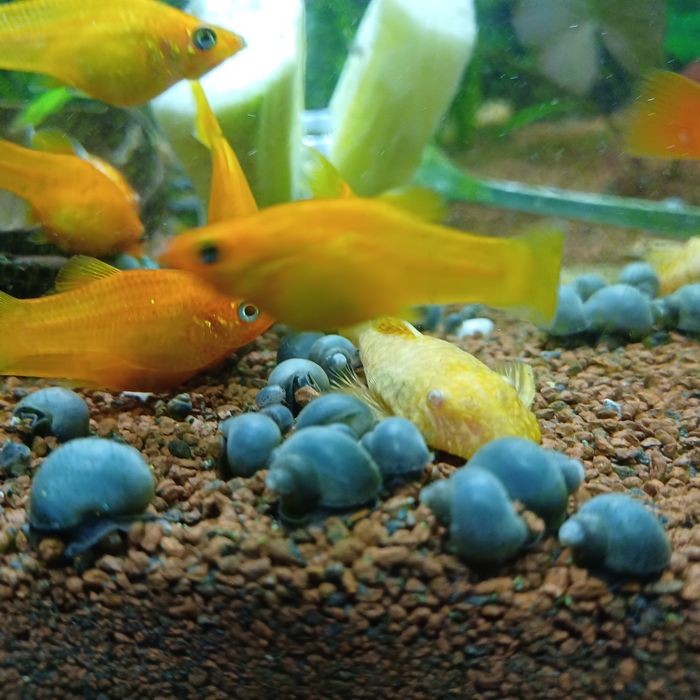 Niebieskie ślimaczki