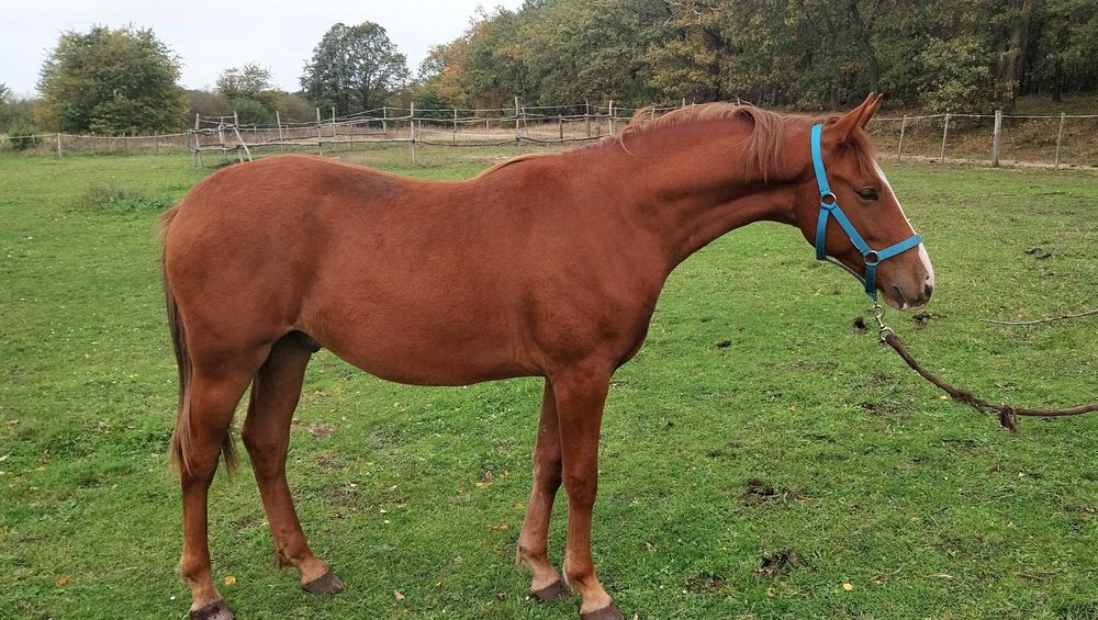 Niemiecki Koń Sportowy