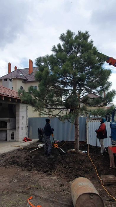 Ландшафтный дизайн