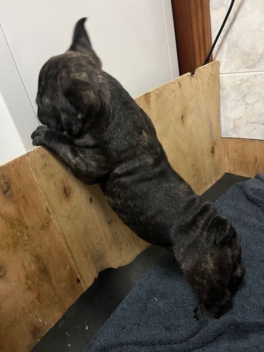 Buldogue francês macho