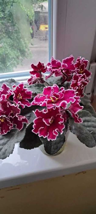 Фіалки квітучі. Листочки