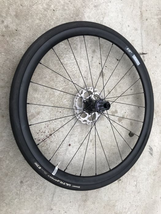 Kolo rose twenty five