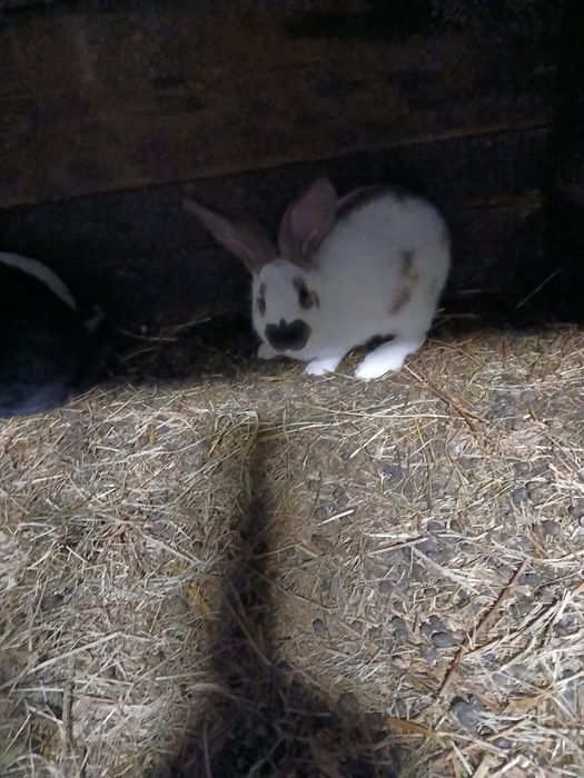 Srokacz niemiecki Termondzki Biały