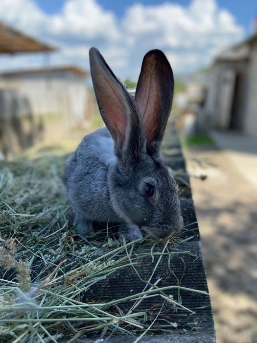 Кролі радянська шиншила , строкачі