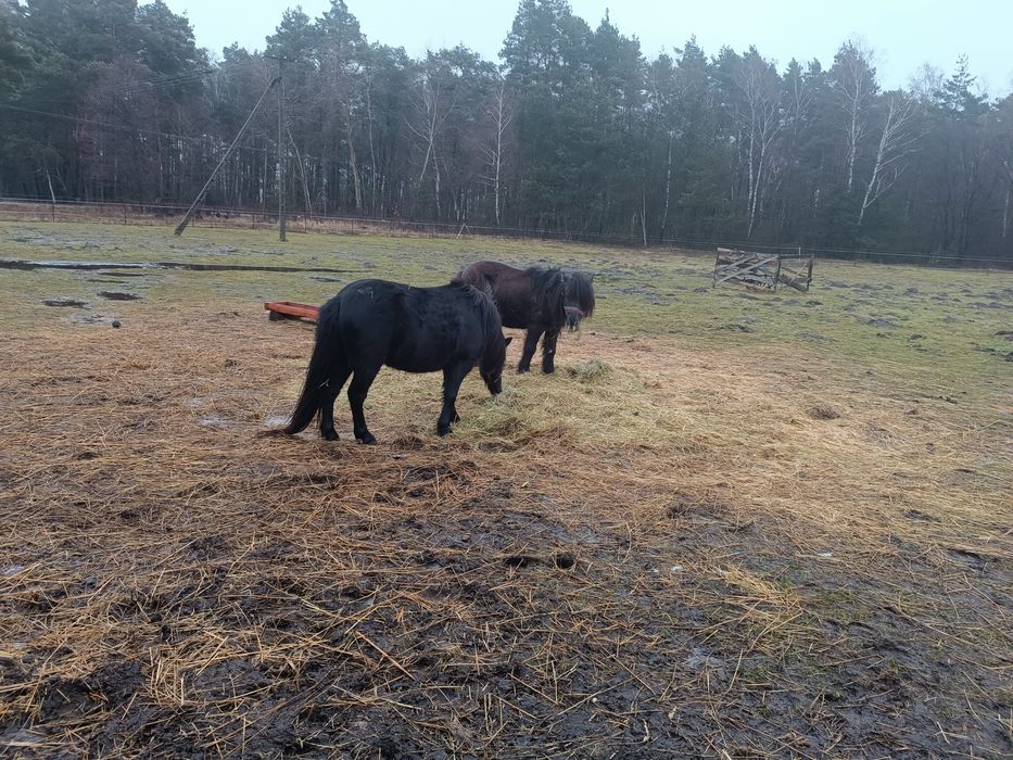 Sprzedam Klacz kuc kucyk