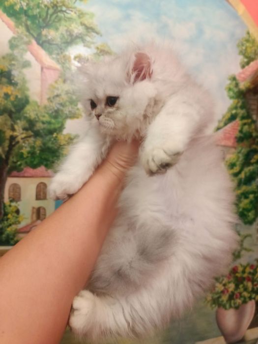 Британські довгошорстні хлопчик і дівчинка 2.5