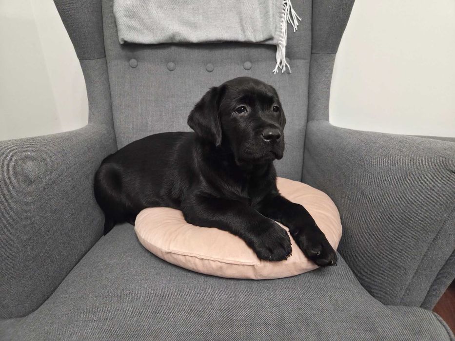 Labrador Retriever - ZKwP (FCI) - Czarny pies