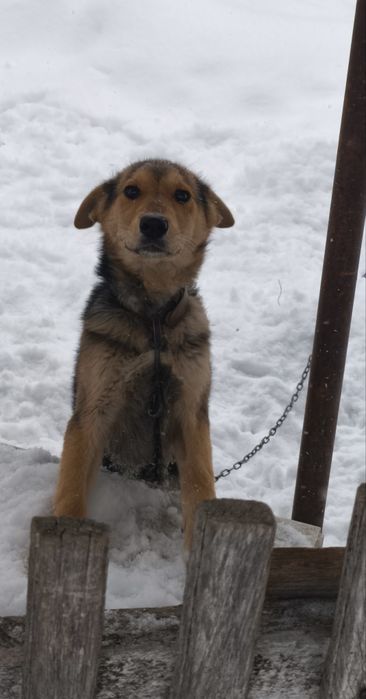 Віддаємо песика в добрі руки