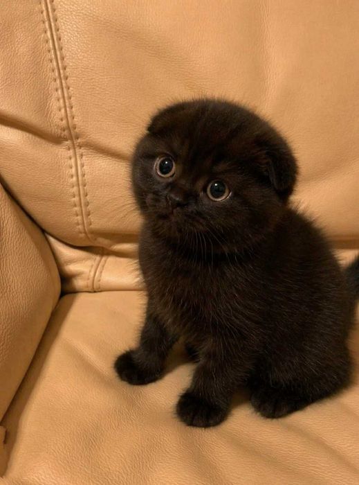 Шотландський чорний фолд