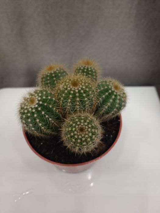 Кактус, кущові кактуси