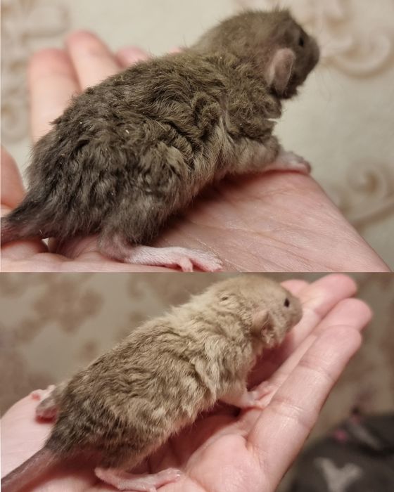 Крыса рекс девочки