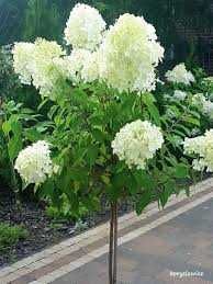 Hortensja bukietowa 'Polar Bear' na pniu 95 zł