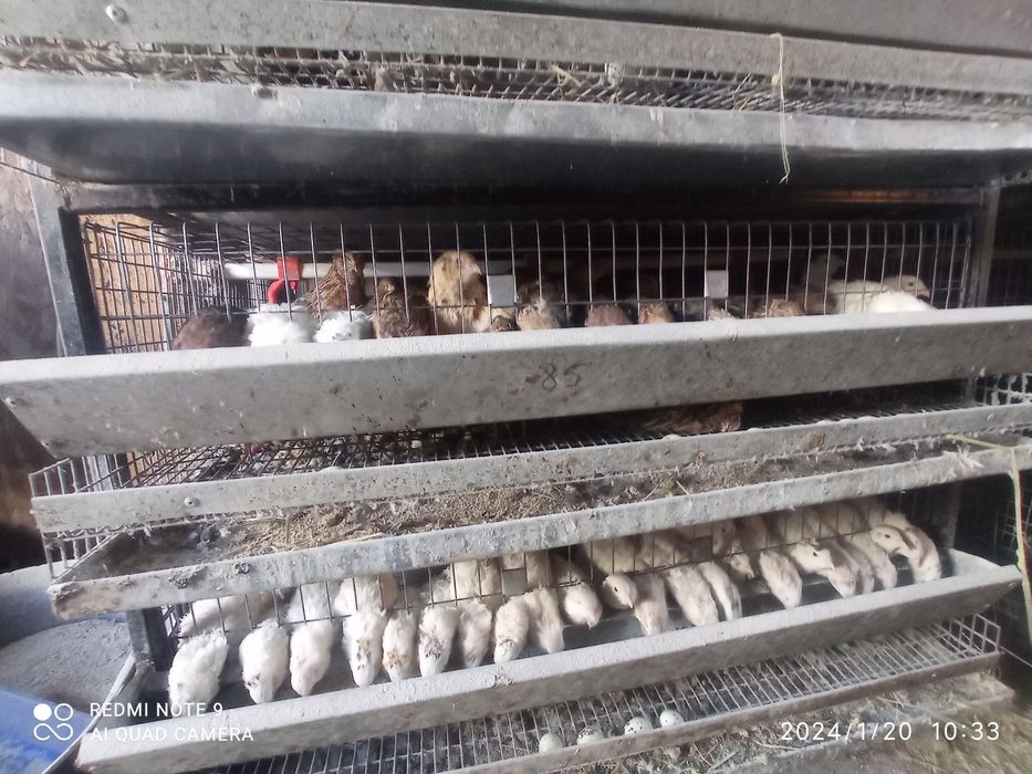 Перепілки На м'ясо та несуть яйця