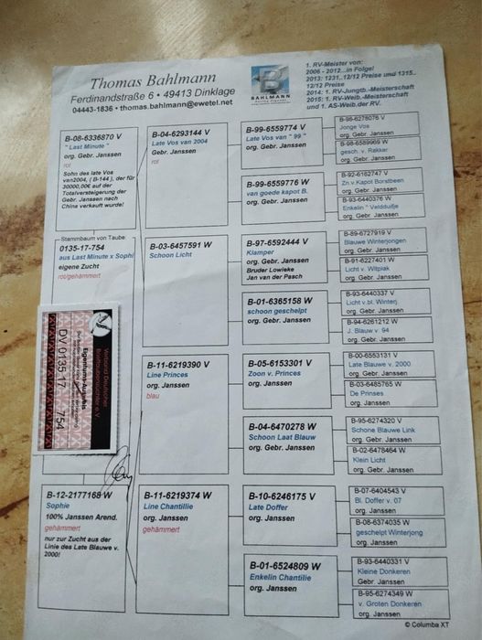 Gołębie pocztowe 100% Janssen