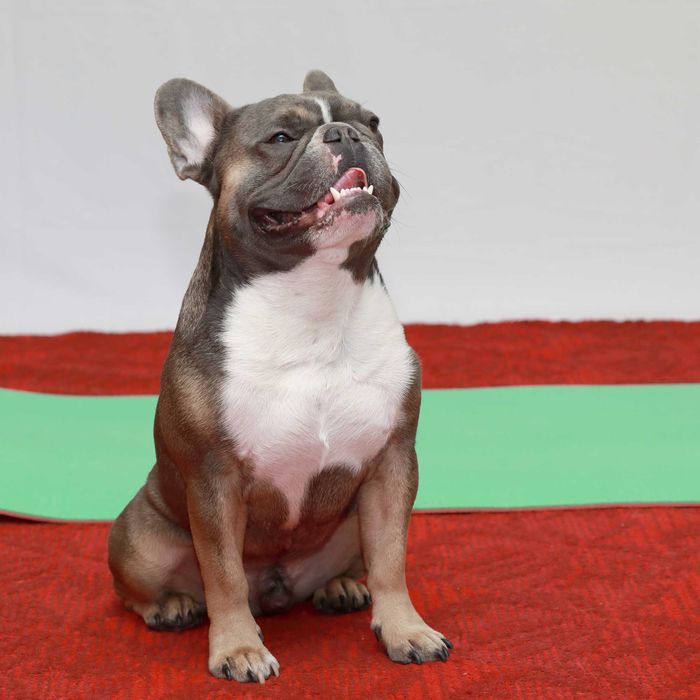 Французький бульдог під вязку