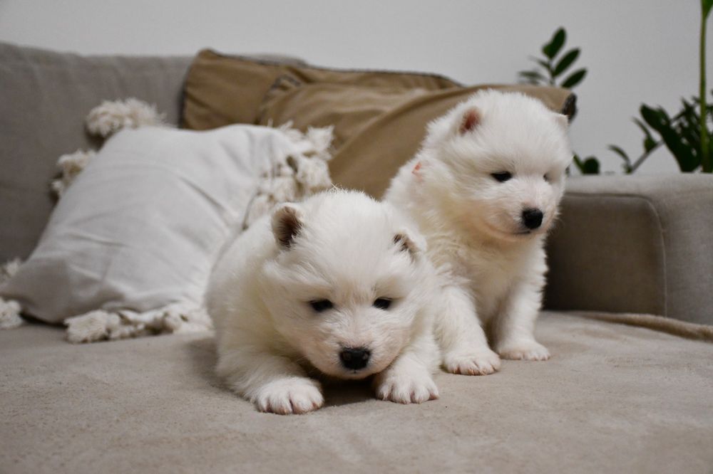 Samoyed szczeniak suczka