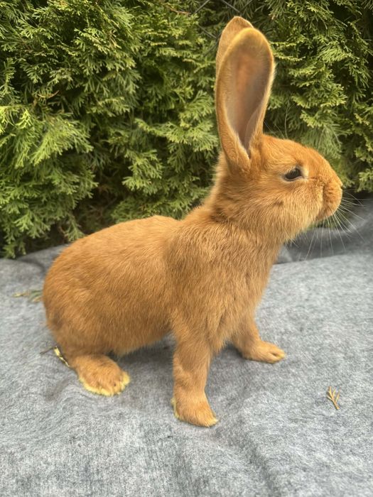 Króliki nowozelandzkie czerwone