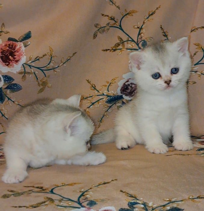 Серебристые шотландские котята