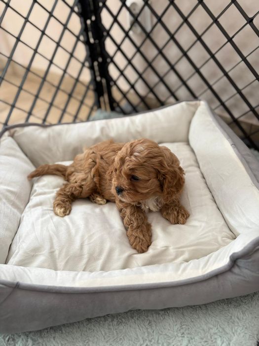***Cavapoo śliczny piesek***