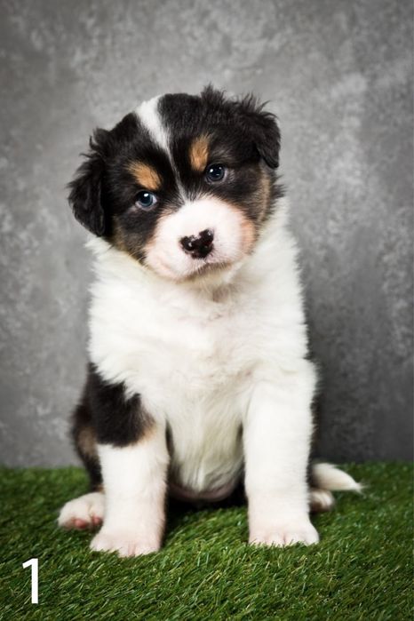 Owczarek australijski - suczka Black Tri