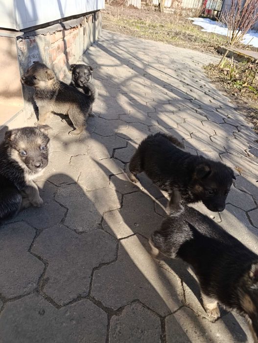 Віддам щенят в хороші руки.