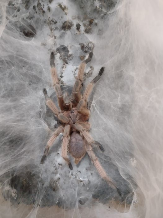 Chilobrachys huahini dorosły samiec