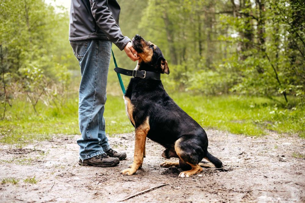 JESION - niesamowity pieszczoch szuka domu